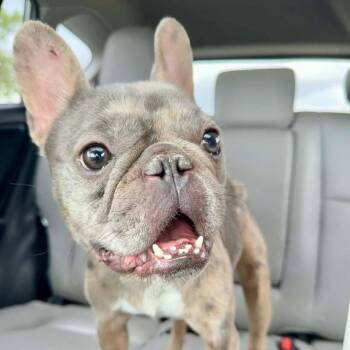 French Bulldog Dogs Available for Adoption - Hugo (Benefactor Dog) | PetCurious