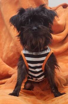Lady Bug -  Terrier Dog for Adoption in Little Rock, Arkansas - Lady Bug | PetCurious