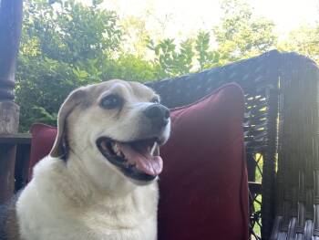 Big Ed -  Beagle Dog for Adoption in Aurora, Indiana - Big Ed | PetCurious