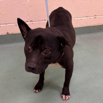 Mixed Breed Dogs Available for Adoption in Memphis, Tennessee - Pretty | PetCurious
