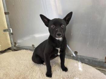MARCY -  Australian Cattle Dog Blue Heeler and Mixed Breed Dog for Adoption in Salinas, California - MARCY | PetCurious