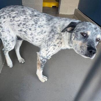Logan -  Cattle Dog Dog for Adoption in Kingman, Arizona - Logan | PetCurious