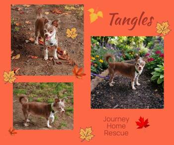 Tangles -  Shorkie Dog for Adoption in East Wenatchee, Washington - Tangles | PetCurious