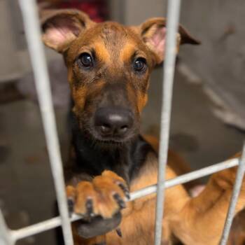 Cookie A848364 -  Shepherd Dog for Adoption in Los Angeles, California - Cookie A848364 | PetCurious