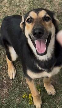 Lovely -  Shepherd Dog for Adoption in Little Rock, Arkansas - Lovely | PetCurious