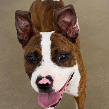 Lola -  American Staffordshire Terrier Dog for Adoption in Enterprise, Alabama - Lola | PetCurious