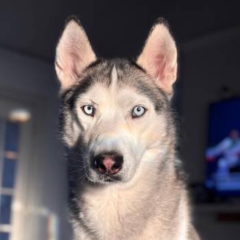 Nuggy -  Husky Dog for Adoption in West Jordan, Utah - Nuggy | PetCurious