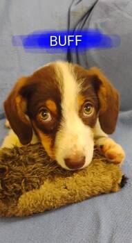 BUFF -  Terrier Dog for Adoption in Saint Jo, Texas - BUFF | PetCurious