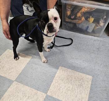 Sally -  Boston Terrier Dog for Adoption in Irwin, Pennsylvania - Sally | PetCurious