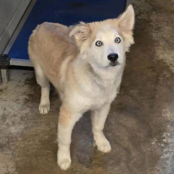 Husky and Mixed Breed Dogs Available for Adoption in Stormville, New York - CT Nimbus | PetCurious