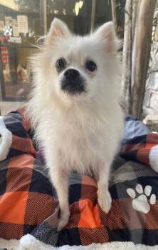 Rescue Pomeranian Dogs for Adoption in Fort Worth, Texas - Chan | PetCurious