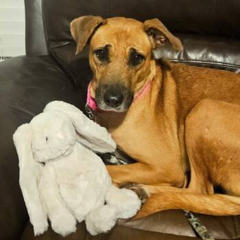 Toffee -  Australian Cattle Dog Blue Heeler Dog for Adoption in Krum, Texas - Toffee | PetCurious