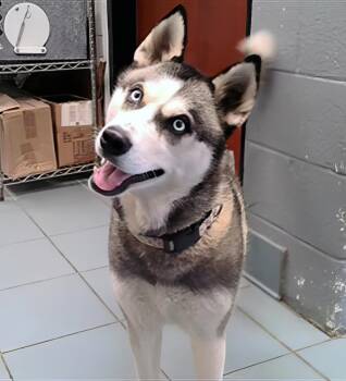 Rescue Mixed Breed Dogs for Adoption in Nashville, Tennessee - Scarlett | PetCurious