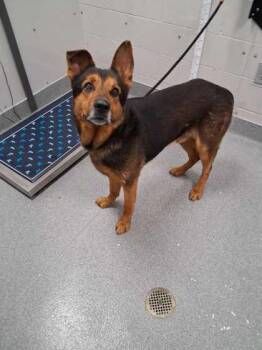 Mighty Moe -  Mixed Breed Dog for Adoption in Sevierville, Tennessee - Mighty Moe | PetCurious