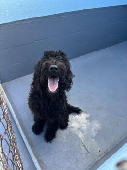 Dibbs - 1 -  Standard Poodle and Mixed Breed Dog for Adoption in Daytona Beach, Florida - Dibbs - 1 | PetCurious