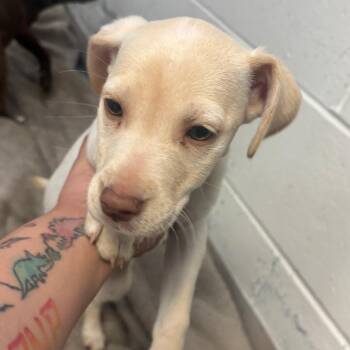 Olivia -  Labrador Retriever Dog for Adoption in Indianapolis, Indiana - Olivia | PetCurious