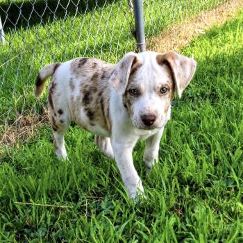 Glenda -  Mixed Breed Dog for Adoption in Shakopee, Minnesota - Glenda | PetCurious