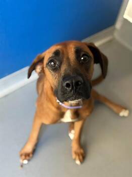 LOVEBUG -  Boxer and Mixed Breed Dog for Adoption in Visalia, California - LOVEBUG | PetCurious