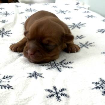 Rescue Yorkshire Terrier and Terrier Dogs for Adoption in South Riding, Virginia - Belle's Sleigh | PetCurious