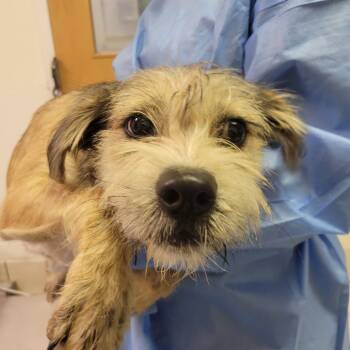 Rescue Mixed Breed Dogs for Adoption in Charleston, West Virginia - The Flying Dutchman | PetCurious