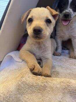 Cherry -  Brittany Spaniel and Dachshund Dog for Adoption in Williamsburg, New Mexico - Cherry | PetCurious