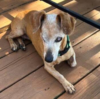 Tilly -  Chihuahua and Mixed Breed Dog for Adoption in Springfield, Missouri - Tilly | PetCurious