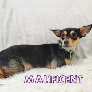 Chihuahua and Jack Russell Terrier Dogs Available for Adoption in Ferndale, Michigan - Maleficent | PetCurious