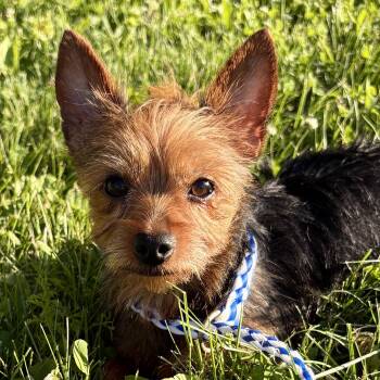 Bitsy -  Yorkshire Terrier Dog for Adoption in Charles City, Iowa - Bitsy | PetCurious