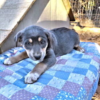 Rescue Rottweiler and Spaniel Dogs for Adoption in Rutherfordton, North Carolina - Sterling | PetCurious