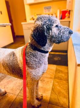 Saint Bernard and Poodle Dogs Available for Adoption in Alafaya, Florida - Riley | PetCurious