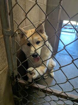 Mochi -  Husky and Shiba Inu Dog for Adoption in Hermiston, Oregon - Mochi | PetCurious
