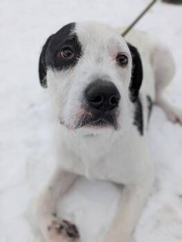 Pit Bull Terrier and Poodle Dogs Available for Adoption - Chase Zoomie Jones | PetCurious
