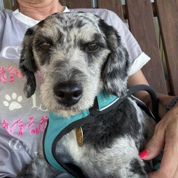 Fritz -  Aussiedoodle Dog for Adoption in Hatfield, Pennsylvania - Fritz | PetCurious