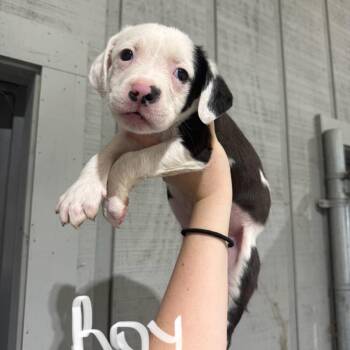 Labrador Retriever and Staffordshire Bull Terrier Dogs Available for Adoption in Amory, Mississippi - Rolls 032305A | PetCurious