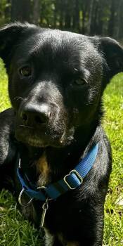 Boogie -  Black Labrador Retriever Dog for Adoption in Lake Wylie, South Carolina - Boogie | PetCurious