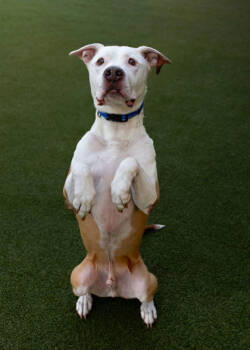 Rescue Pit Bull Terrier and Mixed Breed Dogs for Adoption in Fishers, Indiana - Winnie The Pooh | PetCurious