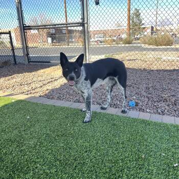 Australian Cattle Dog Blue Heeler Dogs Available for Adoption - Onyx | PetCurious