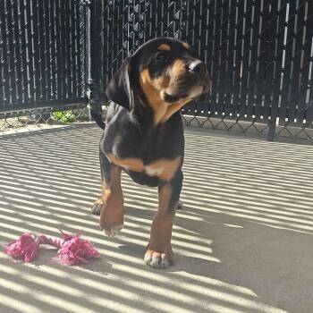 Rescue Doberman Pinscher Dogs for Adoption in Beaumont, Texas - Nancy | PetCurious