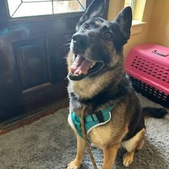 German Shepherd Dog Dogs Available for Adoption in Houston, Texas - Meeka - Resilient Ball Player!  | PetCurious