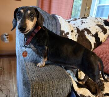 Mack -  Dachshund Dog for Adoption in Scottsburg, Indiana - Mack | PetCurious