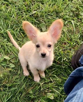 PERFECT LIL PUPPY -  Chiweenie and Pomeranian Dog for Adoption in Northwood, Ohio - PERFECT LIL PUPPY | PetCurious