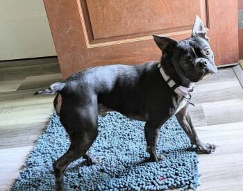 Boston Terrier Dogs Available for Adoption in Charlotte, North Carolina - Bowser | PetCurious