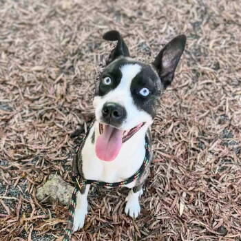 Rescue Shepherd and Pit Bull Terrier Dogs for Adoption in Oakland, California - Izzy | PetCurious