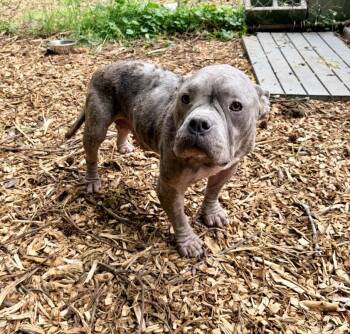 American Bully Dogs Available for Adoption in Petersburg, Virginia - Pearl | PetCurious