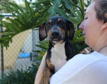 Gwinnett -  Hound and Mixed Breed Dog for Adoption in Brunswick, Georgia - Gwinnett | PetCurious