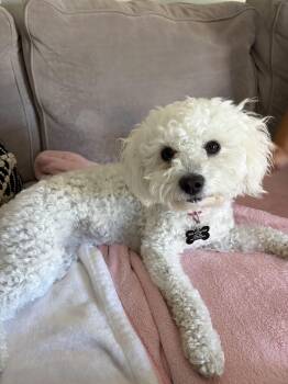 bella -  Maltipoo Dog for Adoption in Tustin, California - Bella | PetCurious