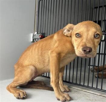 Rescue Labrador Retriever and Mixed Breed Dogs for Adoption in Houston, Texas - A644298 | PetCurious