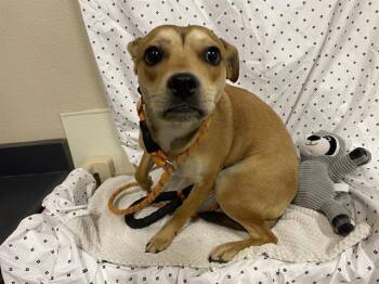 Chihuahua and Mixed Breed Dogs Available for Adoption in Modesto, California - A609869 | PetCurious