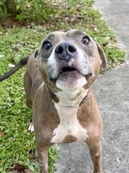 Star -  Pit Bull Terrier and Mixed Breed Dog for Adoption in New Orleans, Louisiana - Star | PetCurious