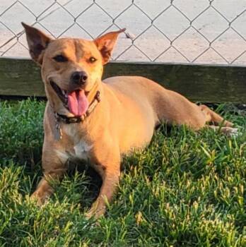 Rescue Chihuahua and Terrier Dogs for Adoption in Albany, New York - Trixie | PetCurious